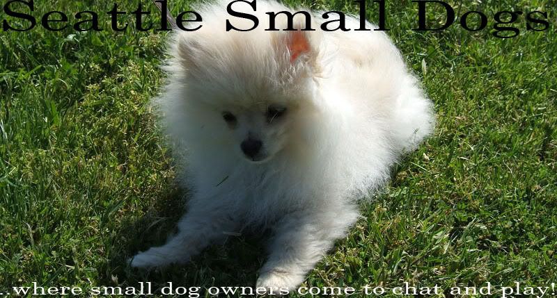 Seattle Small Dogs