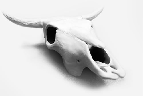 HighKey Cow Skull