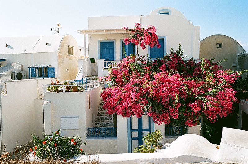 Greece, Santorini, Photography photo Flowers_zps65889ec6.jpg