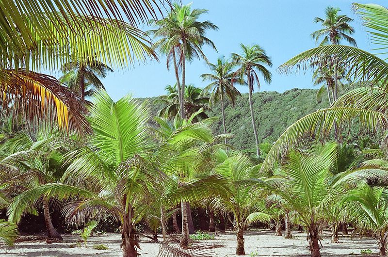 Puerto Rico, Contax G2, Film, 35mm, Tropical, Palm trees, Architecture, beach photo Palms_zpscz7h2icd.jpg