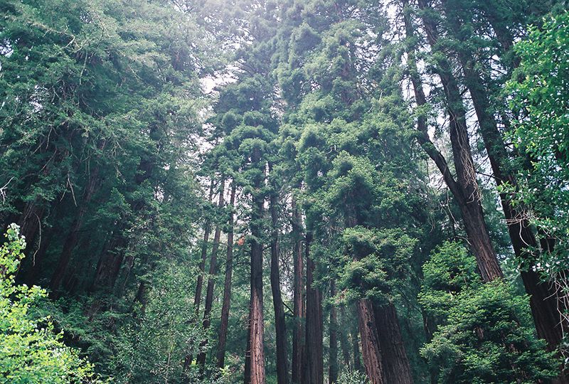 Red Wood forest, Big Sur, California, Photography, Contax G2, 35mm Film, Hiking photo Redwoods2_zps5b9eb0e3.jpg