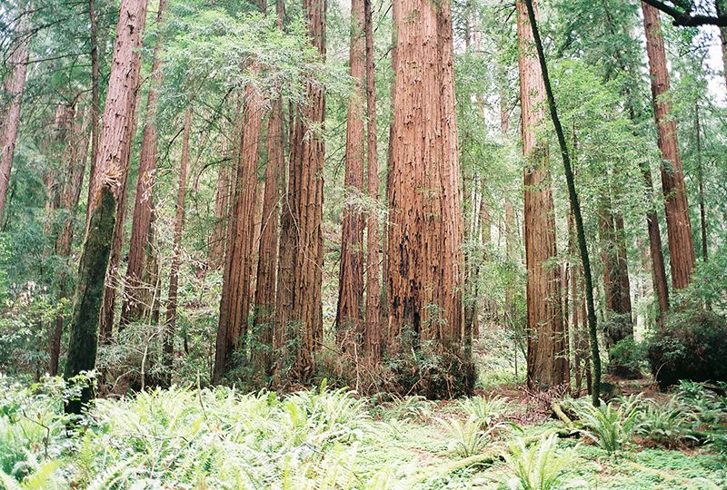 Red Wood forest, Big Sur, California, Photography, Contax G2, 35mm Film, Hiking photo Redwoods_zpsfd8648cf.jpg