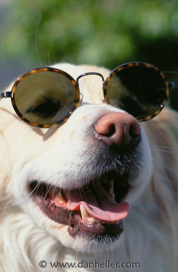 Dog is Looks Good With Sunglasses