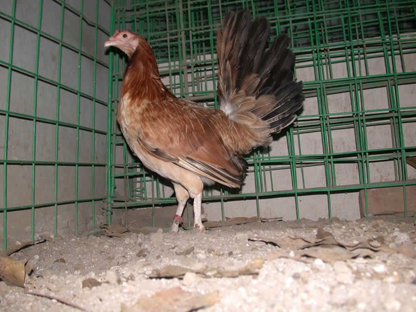 roundhead hen