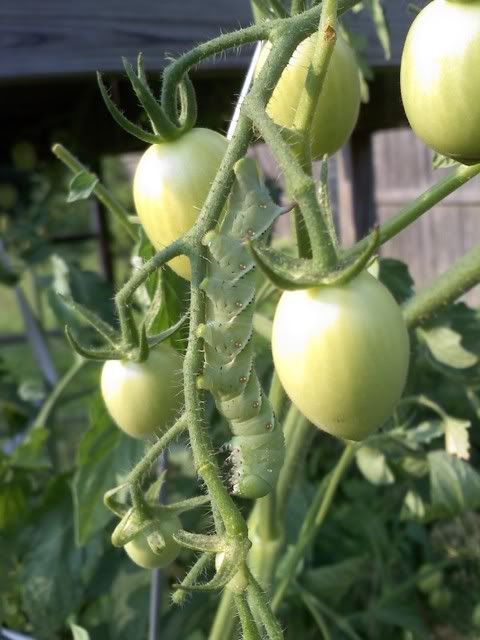 Hornworm!
