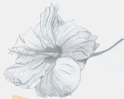 Hibiscus Jag r inte speciellt bra p I'm not good with drawing flowers