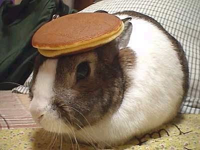 bunny with pancake on head Pictures, Images and Photos