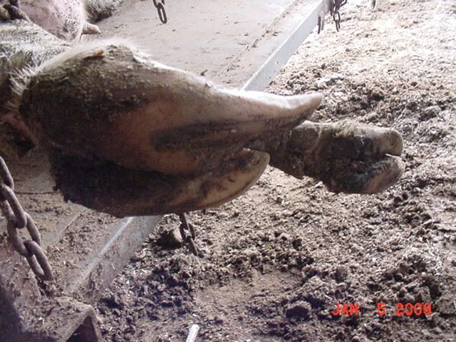Posted Image