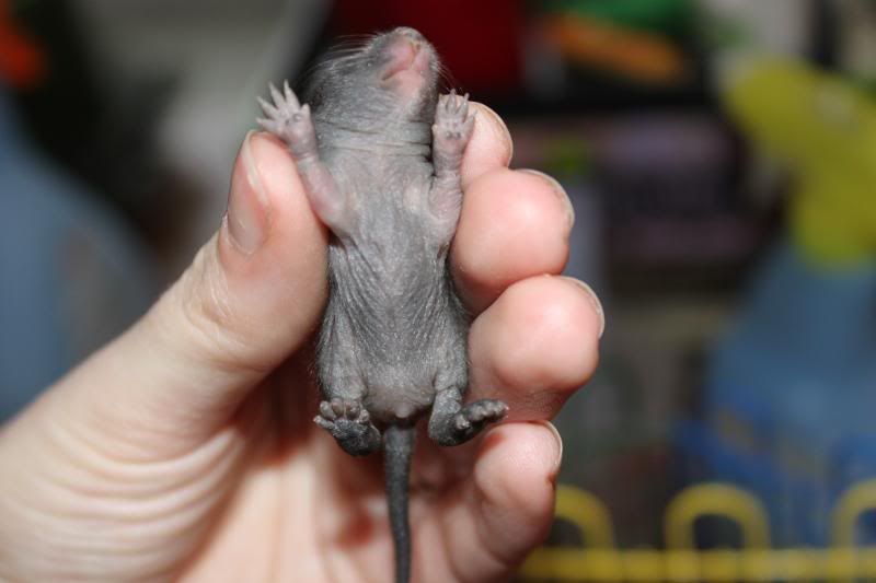 Gerbils and sex