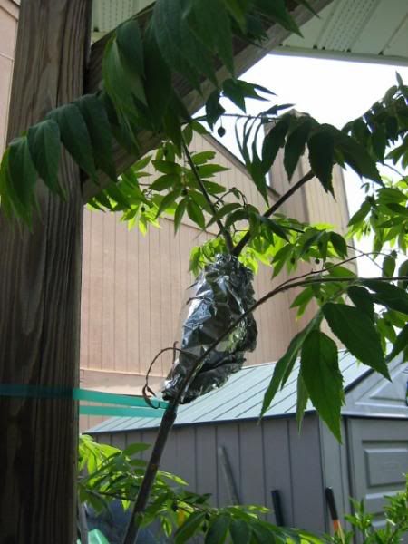 Air+Layering+Mango+Trees Air Layering Mango Trees http://forums.gardenweb.com/forums/load ...