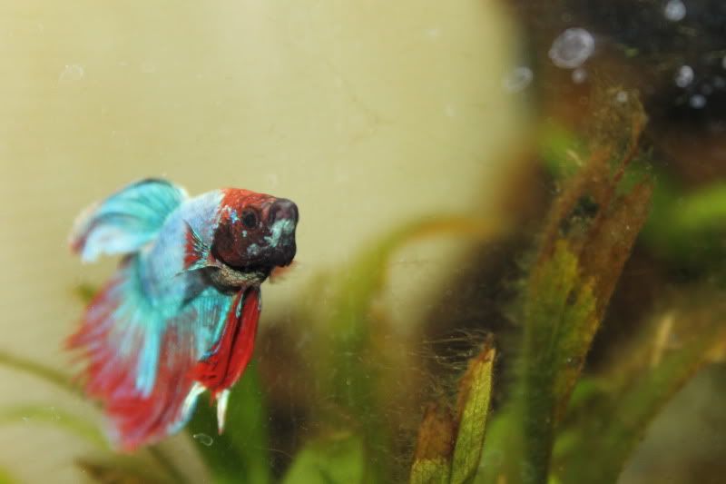 Marbler Update + 2 New Boys | Betta Fish Forum