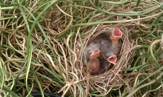 Baby Birdies