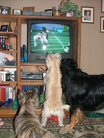 Watching the Puppy Bowl Pictures, Images and Photos