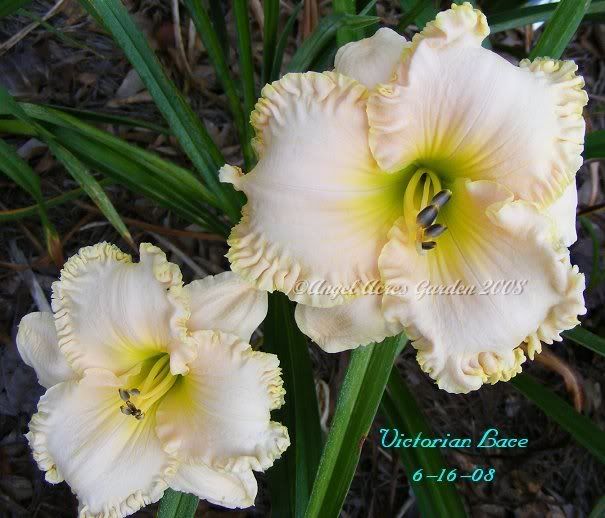 Favorite or Best White?