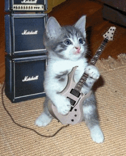 rock_roll_cat.gif