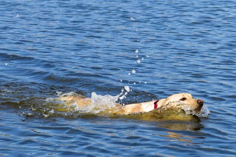 IMAGE: http://i8.photobucket.com/albums/a35/decraig2000/GracieFirstSwim-4_zps1a6349df.jpg