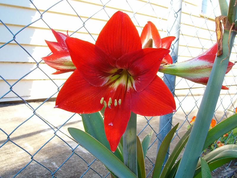 Hippeastrum1.jpg