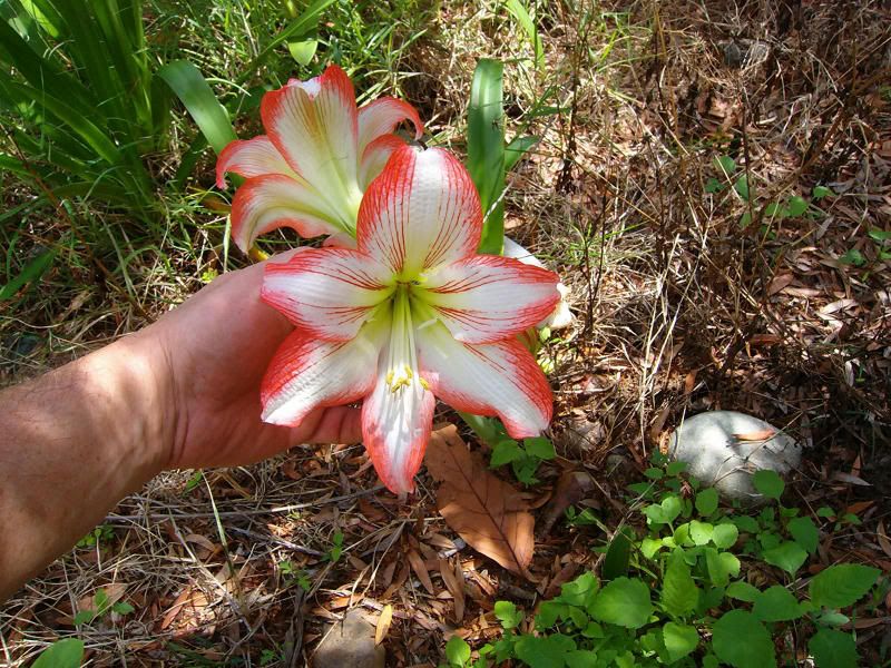 Hippeastrum2.jpg