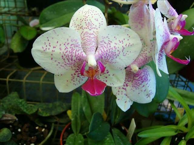 Orchid1.jpg