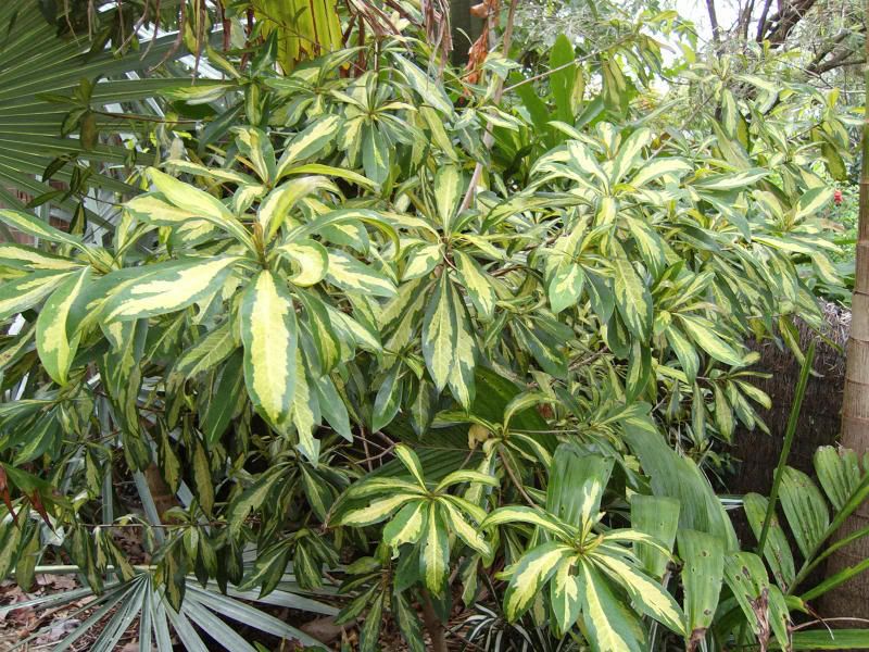 agoldenpenda001.jpg