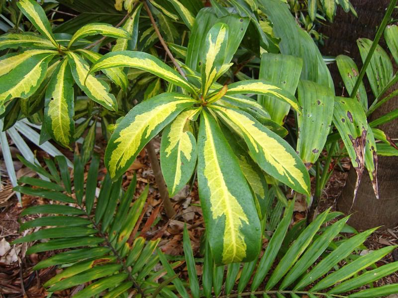 agoldenpenda003.jpg