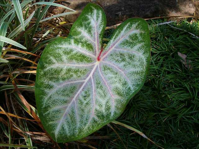 caladium1.jpg