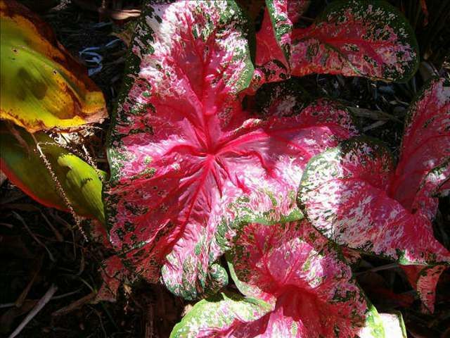 caladium2.jpg