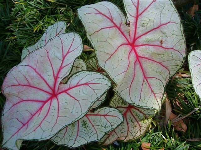 caladium3.jpg