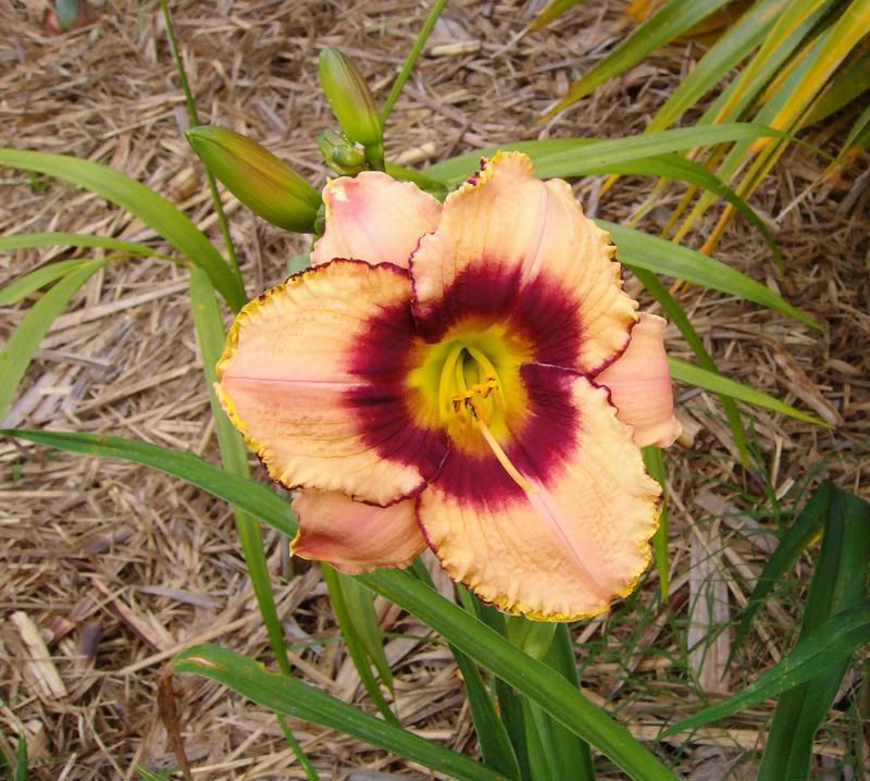 daylillieback17oct.jpg