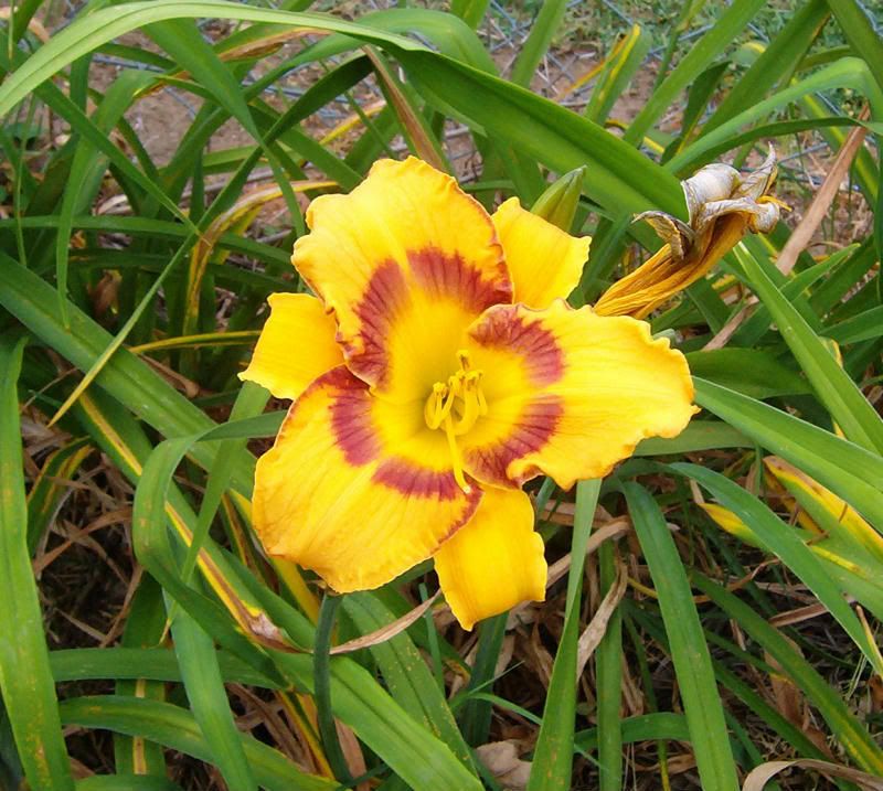 daylilliefront17oct.jpg