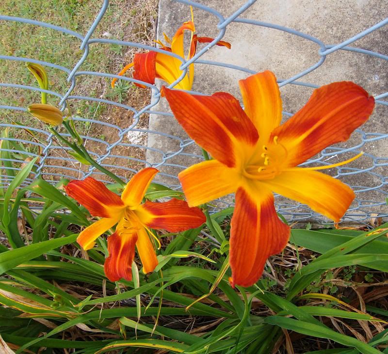 daylilliesfront17oct.jpg