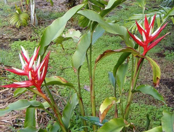 heliconias.jpg