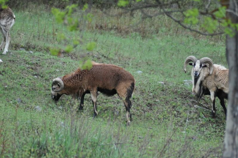 sheepmay162011008.jpg