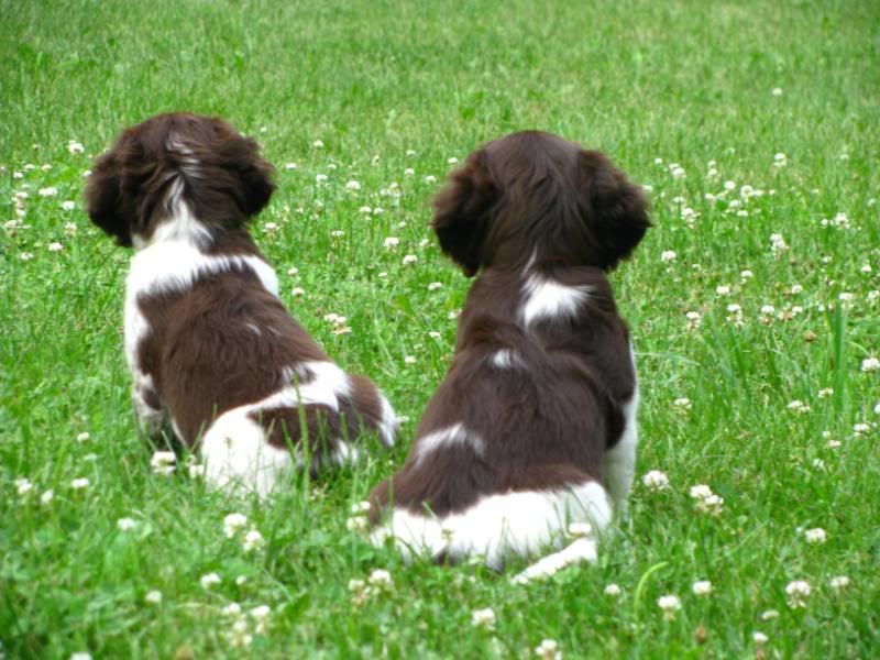 pups057.jpg