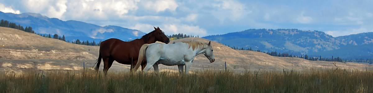 Horses At Fifty Five Miles Per Hour copyright Petra Maricela Thompson Violetarojo