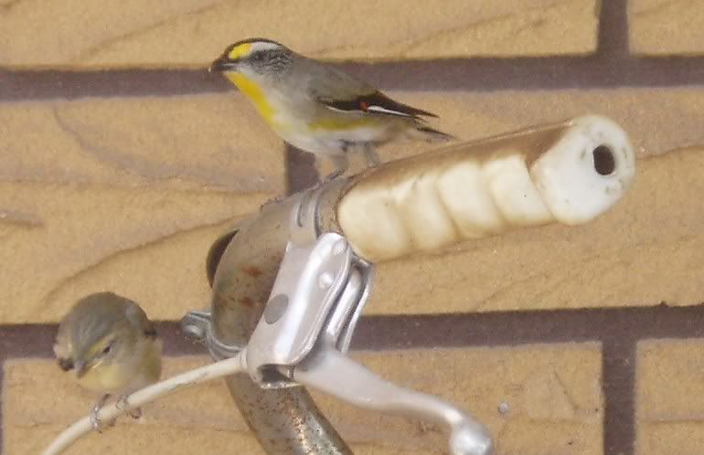 http://i8.photobucket.com/albums/a40/dadpad/animals%20and%20birds/pardalote019.jpg