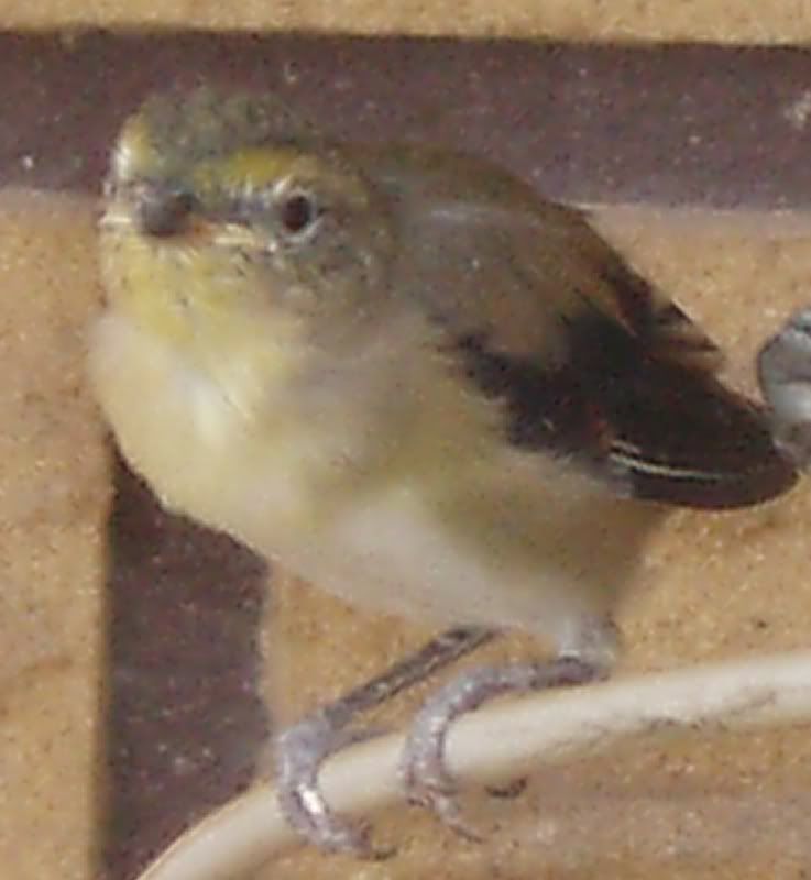 http://i8.photobucket.com/albums/a40/dadpad/animals%20and%20birds/pardalote021.jpg