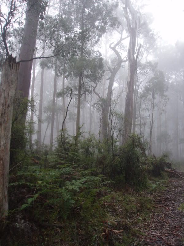 http://i8.photobucket.com/albums/a40/dadpad/bushwalking005.jpg