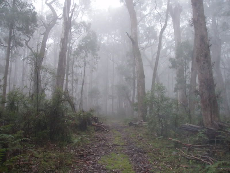 http://i8.photobucket.com/albums/a40/dadpad/bushwalking006.jpg