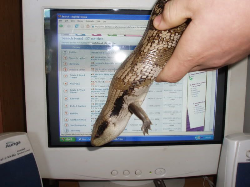 http://i8.photobucket.com/albums/a40/dadpad/lizard001.jpg