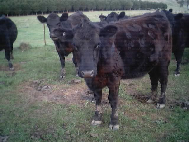 http://i8.photobucket.com/albums/a40/dadpad/online%20photos/heifers.jpg