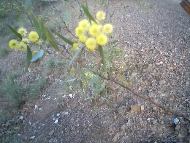 http://i8.photobucket.com/albums/a40/dadpad/spring/varnishwattle.jpg