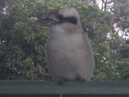 http://i8.photobucket.com/albums/a40/dadpad/summer/compkookaburra003.jpg