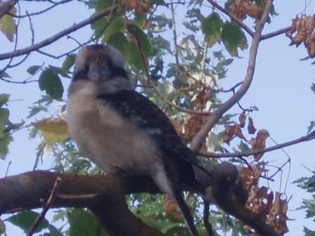 http://i8.photobucket.com/albums/a40/dadpad/summer/compressedkookaburra005.jpg