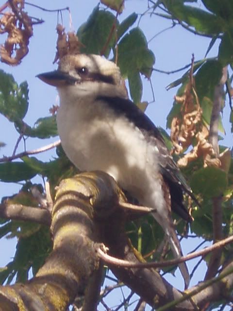 http://i8.photobucket.com/albums/a40/dadpad/summer/compressedkookaburra006.jpg