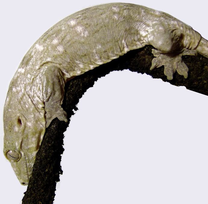 leachianus-1.jpg