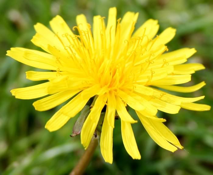 dandelion1.jpg