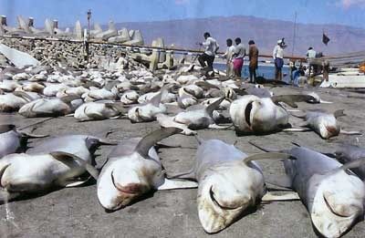 Sharks Slaughtered