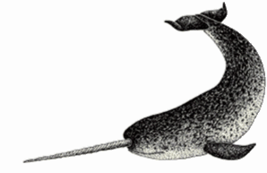 narwhal Pictures, Images and Photos