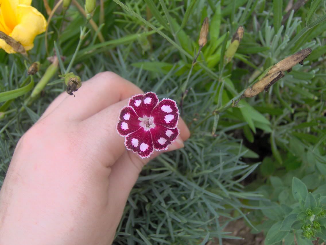 Image hosted by Photobucket.com